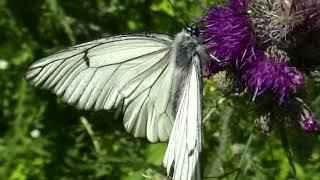 Insekten - Baumweißling (Aporia crataegi) - Black-veined White - Video von KLAUS TAUX