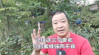 怎样才能把蜜蜂养强？记住这三个要素，你的蜜蜂强而不衰