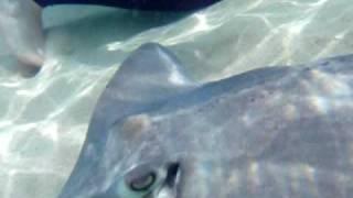 Playing with Wild Stingrays! Join Dolphin Whisperer & Friends