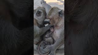 with mommy and daddy #shorts #babymonkey #animals