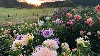 First 2024 tour of the dahlia plot - show blooms, seedlings and new cultivars.