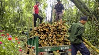 Transport Rented Lumber From Forest To The Lumberyard - Timber Exploitation | Đào Daily Farm