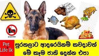 Dangerous and toxic foods do not give to dogs | බල්ලන්ට විෂ කෑම| dog toxic food sinhala -pet life lk