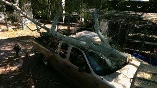 Never Saw Tree Branches Above a Car | Gator Boys