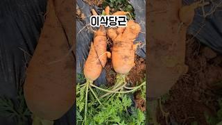 무시했던 당근이 이렇게?