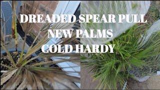 DREADED SPEAR PULL, PLUS NEW COLD HARDY PALMS 