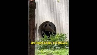 10.5福宝肚子饿了，到小卖部爬墙找奶爸点餐，回家奶爸给福宝投喂窝窝头胡萝卜#panda #푸바오