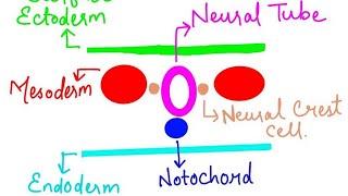 Neurulation -formation of neural tube: ( during 3rd week of embryonic development)