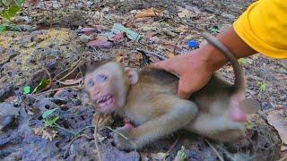 We try to help a new abandoned monkey have breakfast.