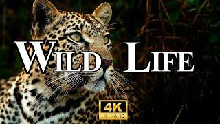 Wildlife Wonders & Animals | Relaxing Music & Breathtaking Nature in 4K