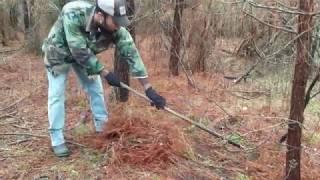 Bobcat trap setting (Success) -  Professional Trapping and Fur Handling #lazypondfarm Fish & Hunt