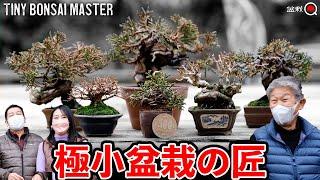 Master of mini bonsai! Kagomiya's bonsai shelf was shocking [Bonsai Q]