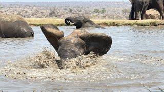 The Whole Elephant Herd Runs to Help Lundi at the Waterhole