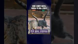 “고양이는 주인을 모른다 진심”  #병맛지식 #잡지식 #잡지식쇼츠