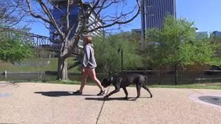 Week 1 Update | Mastiff | Best Dog Trainers in Richmond! | Dog Training Richmond Virginia