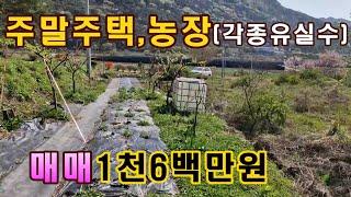 괴산,청정지역,주말농장매매,각종 유실수 식재,앞이트여 전망좋은 작은 주말주택매매,괴산부동산,괴산시골땅,괴산촌땅,괴산싼땅,저렴한토지,괴산급매물,상담043-647-0150충북땅달인tv