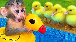 Baby Monkey Bon Bon Eat Fried Egg And Swimming With Cute Puppy and Duckling - MONO BONBON ESP