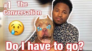 American bully: Why I have to rehome Rocky. Ultra Class Family