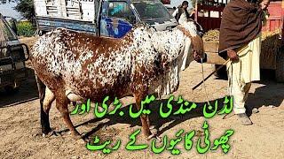 Cholistani Cow mandi rate heavy cows and and smart cows