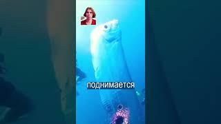#andreynik2006 #рекомендации #юмор #коллаб #дуэт #реакция #короченовости #новости #события