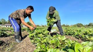 ALOGBATI FARMING: 500KG HARVEST sa 600 SQM lang x P30 / Kilo = 15K KITA every 5 DAYS!