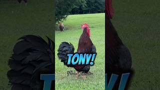 Tony, Tony, Tony! Come get your rooster #rooster #chickens #farmjokester #nameyellingchicken #tony