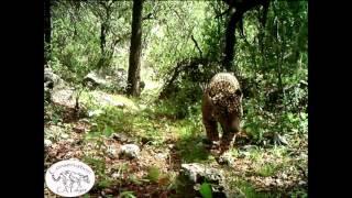 Rare Arizona jaguar roams mountains near Tucson