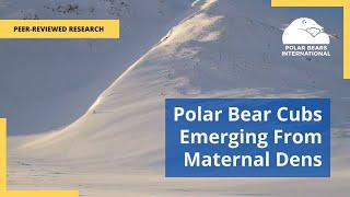 New Study: Polar Bear Cubs Emerging From Maternal Dens