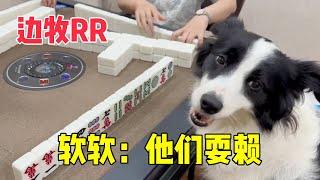 和边牧软软打麻将，偷牌竟然被发现，软软：他们耍赖！【边牧RR】