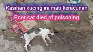 poor cat died of poisoning