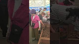 2025년 춘천감자 페스타 #회오리감자 #kpotatolab #임영석감자연구소