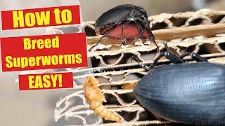 Start your own Superworm Colony - How to breed Superworms Easy - Superworm Farm - Zophobas morio