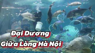 HOA MẮT LẠC VÀO THUỶ CUNG TIMES CITY BƠI GIỮA BẦY CÁ CỦA ĐẠI DƯƠNG - TUYÊN HÀ GIANG