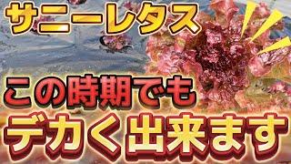 【サニーレタス】冬でもでかく！！これをやれば最速で収穫出来ます。今の時期は、〇〇が、一番大事。