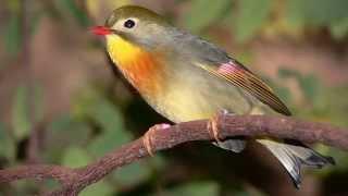 CHANT DU ROSSIGNOL - Bruits de la nature pour se relaxer, réviser, méditer - Relax'Tv