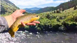 FLY FISHING FOR BUTTERY BROWN TROUT