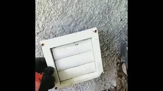 Rodents Crawling Through YOUR Walls?! Exposed Vent in Sacramento Home (Fixed!) Sacramento Pests