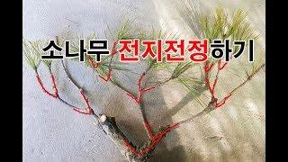 소나무 전지전정 소나무관리하기 기초편 팔공산조경과 구들장