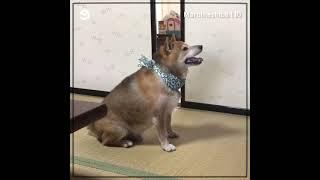 Adorable Shiba Inu dog throws the bowl around