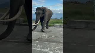 Himavad Gopalaswamy Betta | Gundlupet Tourism | Elephant | Gopalaswamy Hills | #viralvideo #viral