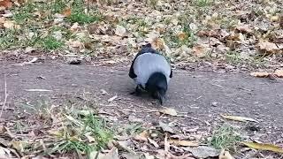 У самца паранойя, у самки нет #вороны / Male crow is paranoid and loses a treat to his mate