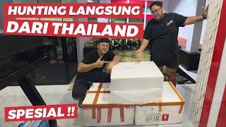 WHOLESALE DIRECT FROM THAILAND JUMBO PREDATOR FISH FOR POND JAMM VLOG HEADQUARTERS COLLECTION