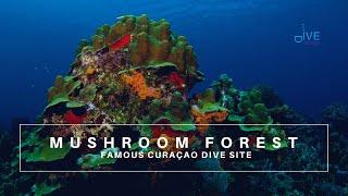 Curaçao Dive Site Guide | Mushroom Forest | Dive Curacao Travel Vlog