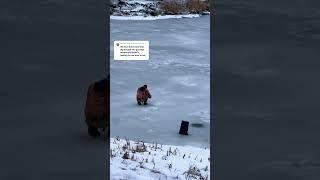 RUSSIANS CATCH FREE FISH‍️ #fish #food #russia #winter #fishing #fishinglife