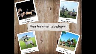 Ponies Available On Thehorsebay.com