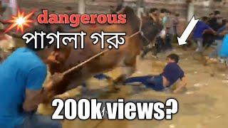 Dangerous pagla goru 2022 ।।  Rahmatgonj goru chhagoler haat ।। @JagoFM  @jibonmiya65