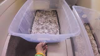 How To Soak a Monotub - MycoQuickie Ep. 1