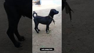 Street dog rescue and adoption of dog Kalu#5kviral#shorts