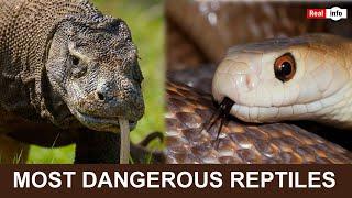 Real info - Top 5 Most Dangerous Reptiles #snake #dragon #crocodile