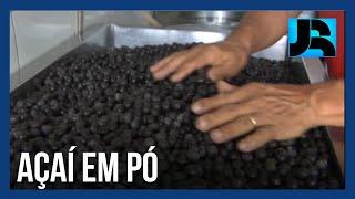 Brasil passará a poder exportar açaí em pó para a Índia